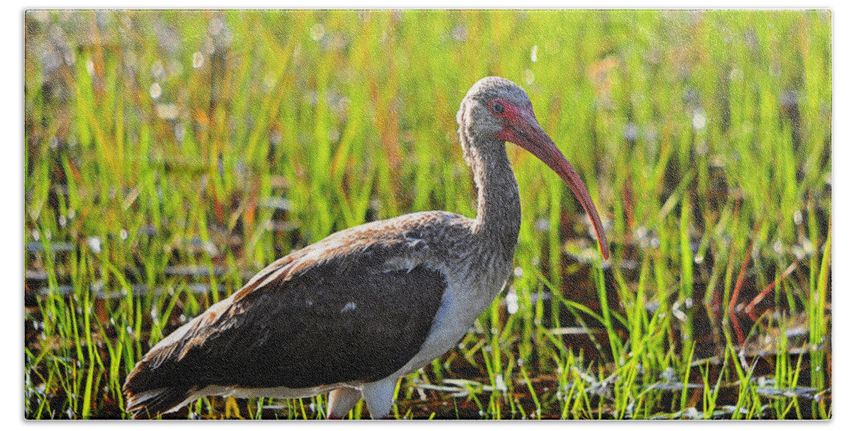 Ibis Beach Towel featuring the photograph Immature Ibis #1 by Al Powell Photography USA
