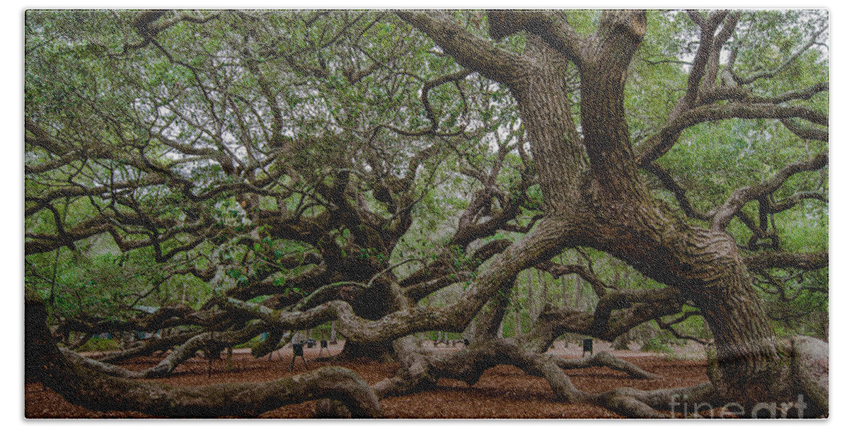 Angel Oak Tree Beach Towel featuring the photograph Island Tree #2 by Dale Powell