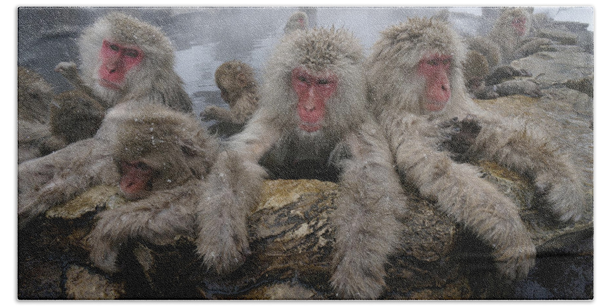 Feb0514 Beach Towel featuring the photograph Japanese Macaque Group In Hot Spring #1 by Hiroya Minakuchi