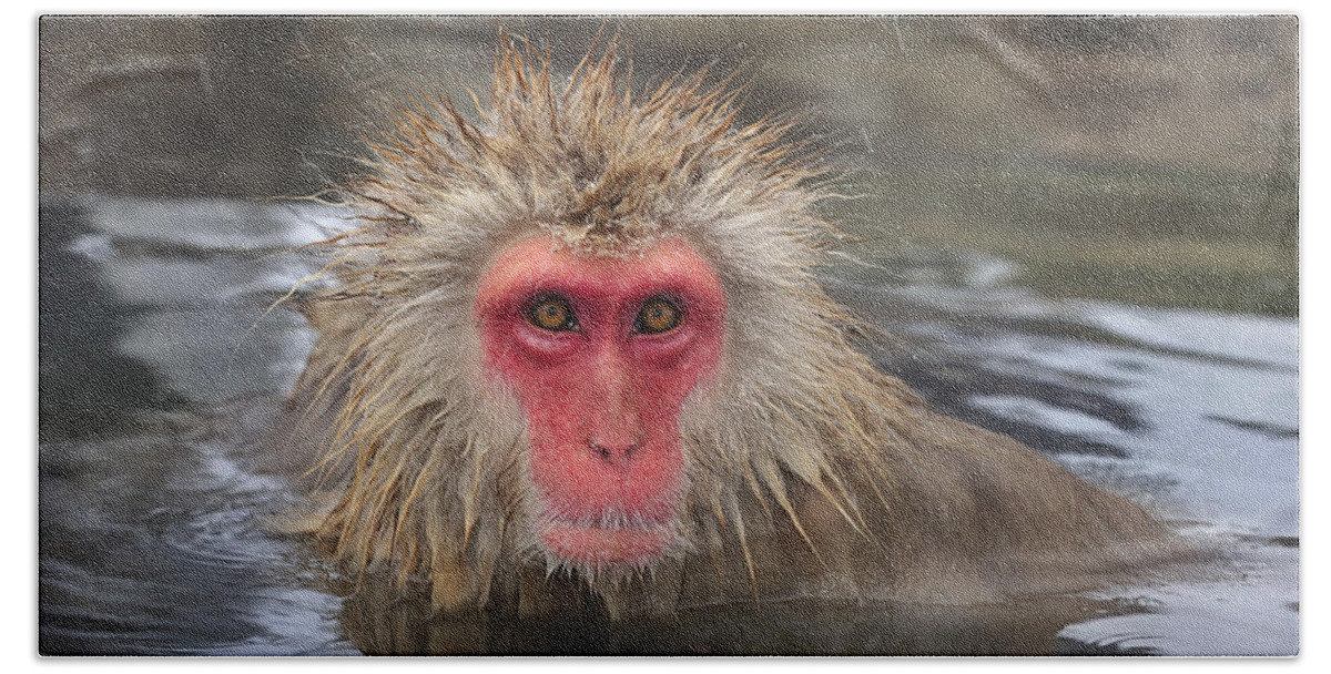 Thomas Marent Beach Towel featuring the photograph Japanese Macaque In Hot Spring #1 by Thomas Marent