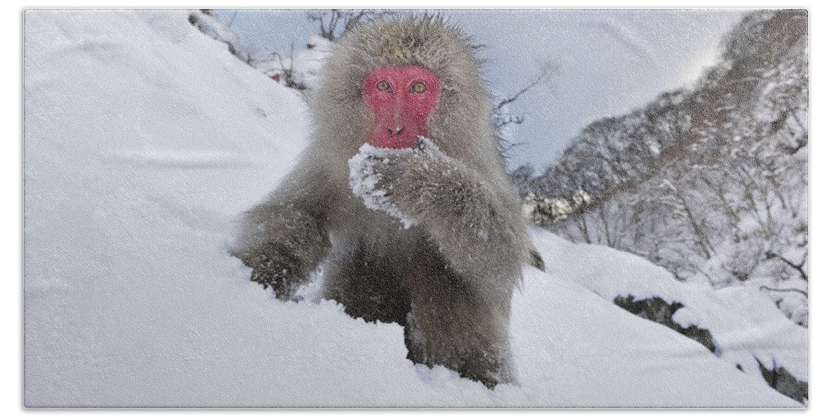 Thomas Marent Beach Towel featuring the photograph Japanese Macaque In Snow Jigokudani #1 by Thomas Marent