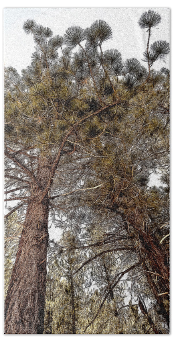 Beauty In Nature Beach Towel featuring the photograph Jeffrey Pines #2 by Maria Coulson