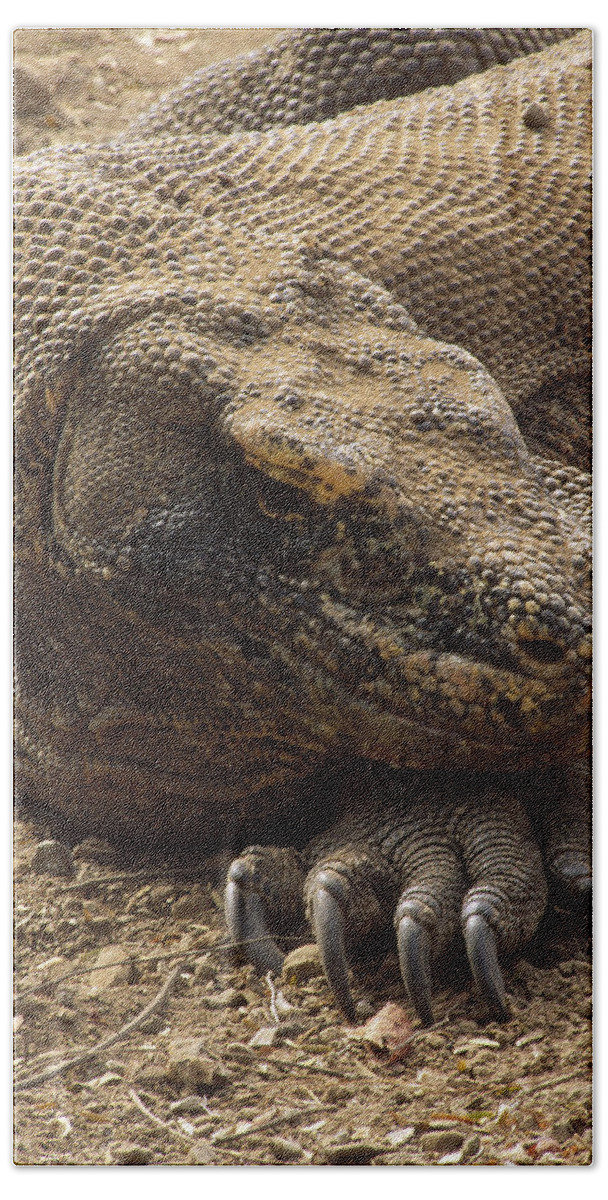Feb0514 Beach Towel featuring the photograph Komodo Dragon Male Basking Komodo Island by Tui De Roy