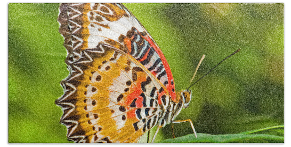 Animal Beach Towel featuring the photograph Lacewing Butterfly #1 by Millard H Sharp