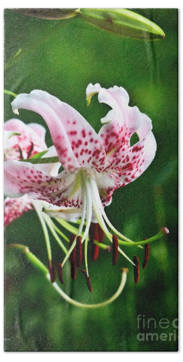 Petal Beach Towel featuring the photograph Lily Flower #2 by Ms Judi