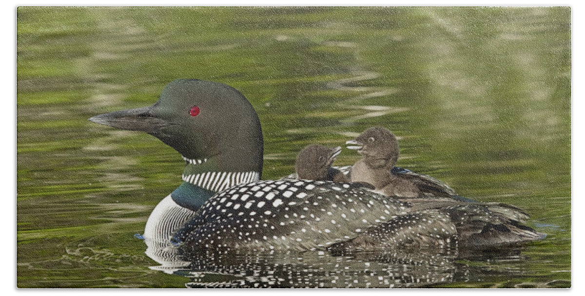 Common Loon Beach Towel featuring the photograph Loon Parent with Two Chicks #1 by John Vose