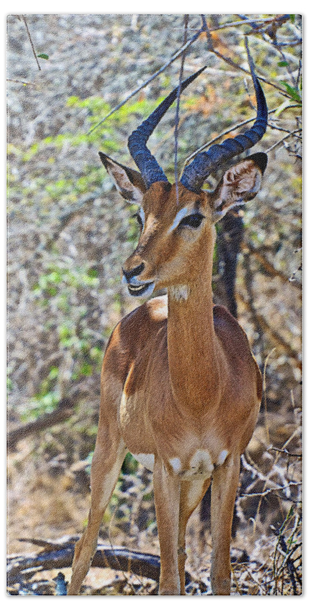 Male Impala In Kruger National Park-south Africa In Kruger National Park Beach Sheet featuring the photograph Male Impala in Kruger National Park-South Africa  #1 by Ruth Hager