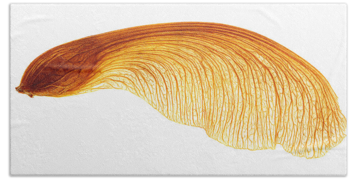 Seed Beach Towel featuring the photograph Maple Seed Pod #1 by Robert Woodward