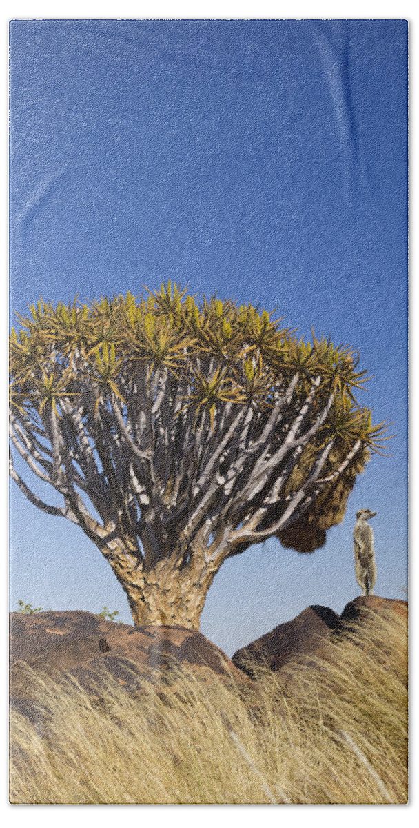 Vincent Grafhorst Beach Towel featuring the photograph Meerkat In Quiver Tree Grassland #1 by Vincent Grafhorst