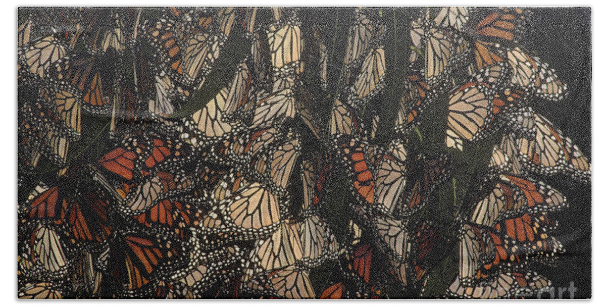 Fauna Beach Towel featuring the photograph Monarch Butterflies Wintering #1 by Ron Sanford