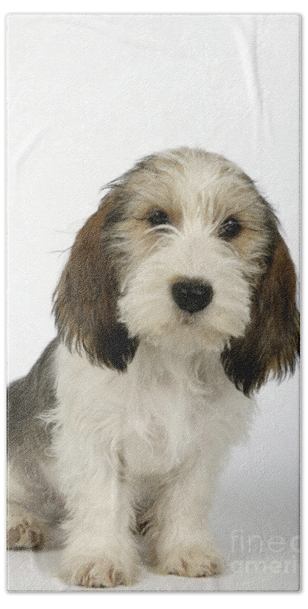 Dog Beach Towel featuring the photograph Petit Basset Griffon Vendeen by John Daniels
