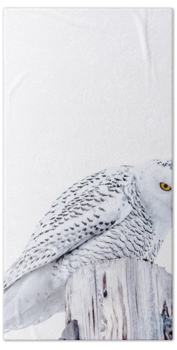 Snowy Beach Towel featuring the photograph Piercing Eyes by Cheryl Baxter
