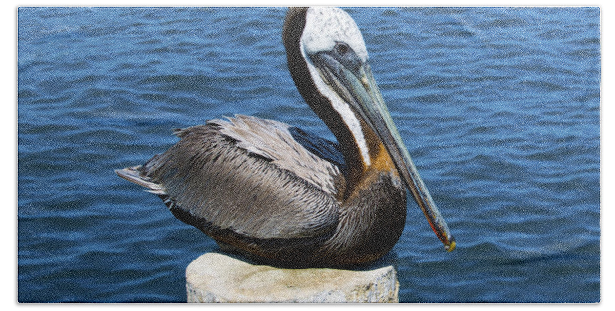 Posing Pelican Beach Towel featuring the photograph Posing Pelican at Stearns Wharf #1 by Barbara Snyder