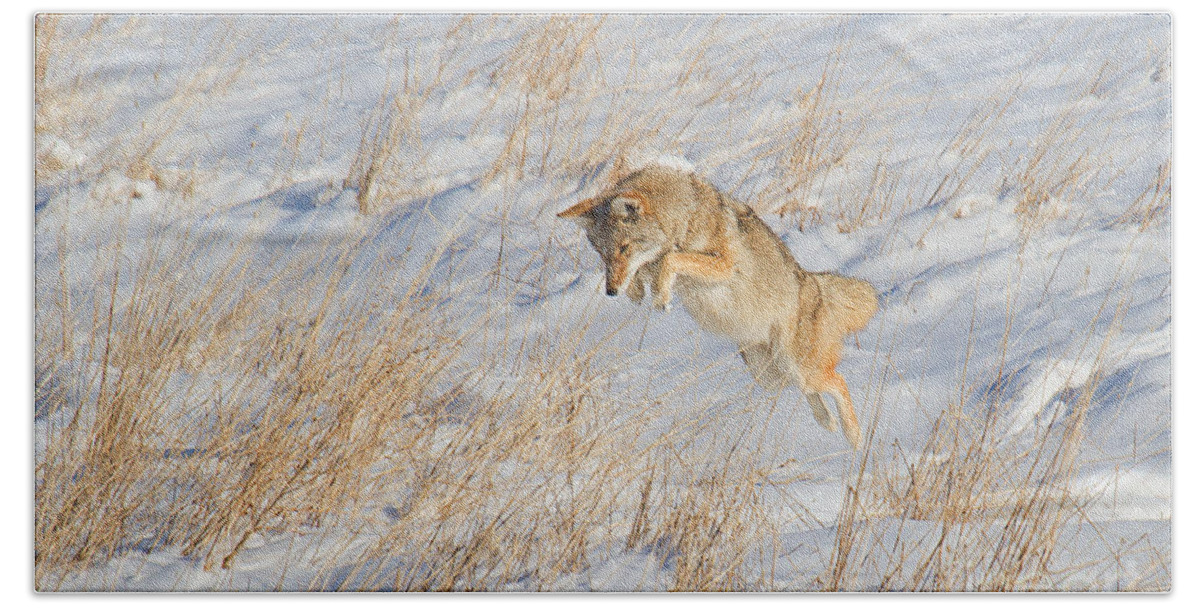 Coyote Beach Towel featuring the photograph The High Jump by Jim Garrison