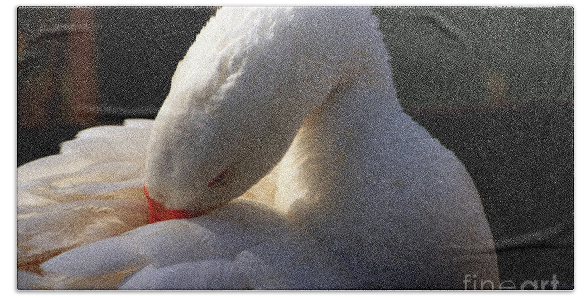 St James Lake Beach Towel featuring the photograph Preening Goose by Jeremy Hayden