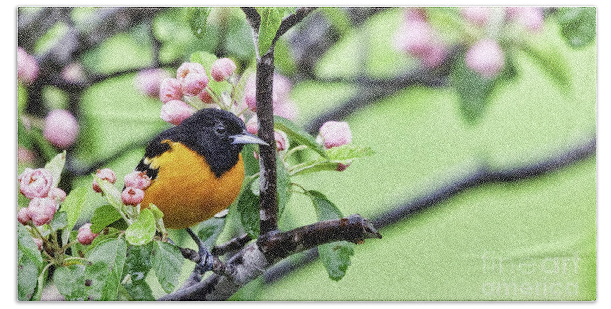 Baltimore Oriole Beach Sheet featuring the photograph Pretty in Pink #1 by Jan Killian