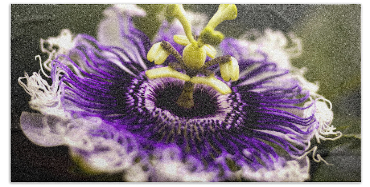 Passion Beach Towel featuring the photograph Purple Passion Flower #1 by Bradley R Youngberg