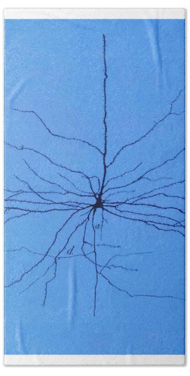 Pyramidal Cell Beach Sheet featuring the photograph Pyramidal Cell In Cerebral Cortex, Cajal #3 by Science Source
