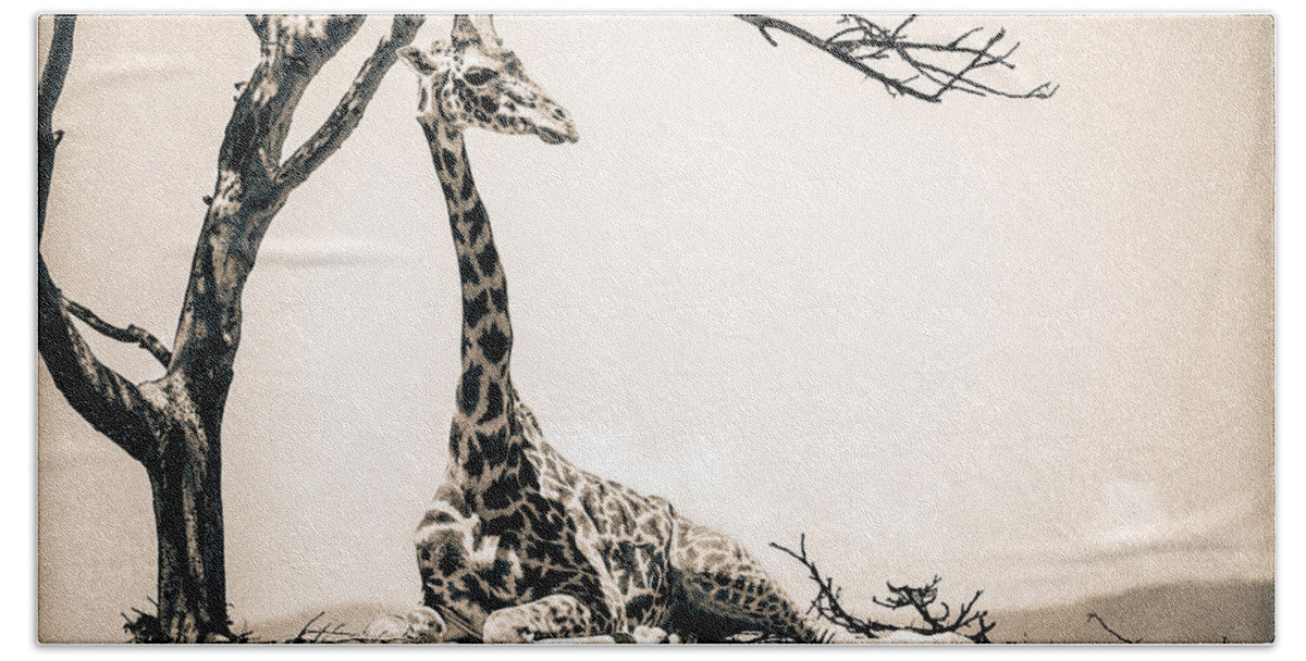 Africa Beach Towel featuring the photograph Reclining Giraffe Sepia #1 by Mike Gaudaur
