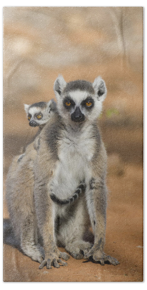 Feb0514 Beach Towel featuring the photograph Ring-tailed Lemur And Baby Madagascar #1 by Suzi Eszterhas