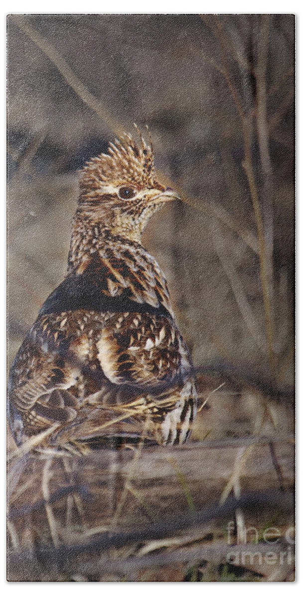Bedford Beach Towel featuring the photograph Ruffed Grouse #1 by Ronald Lutz