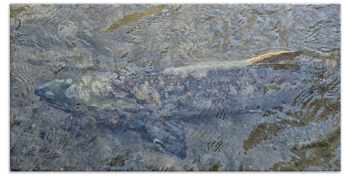 Animals Beach Towel featuring the digital art Salmon Spawning #1 by Carol Ailles