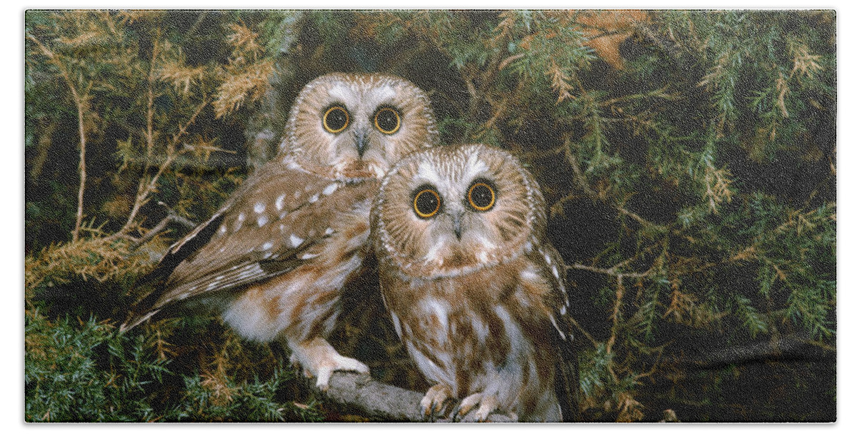 Acadicus Beach Towel featuring the photograph Saw-whet Owls #1 by G Ronald Austing