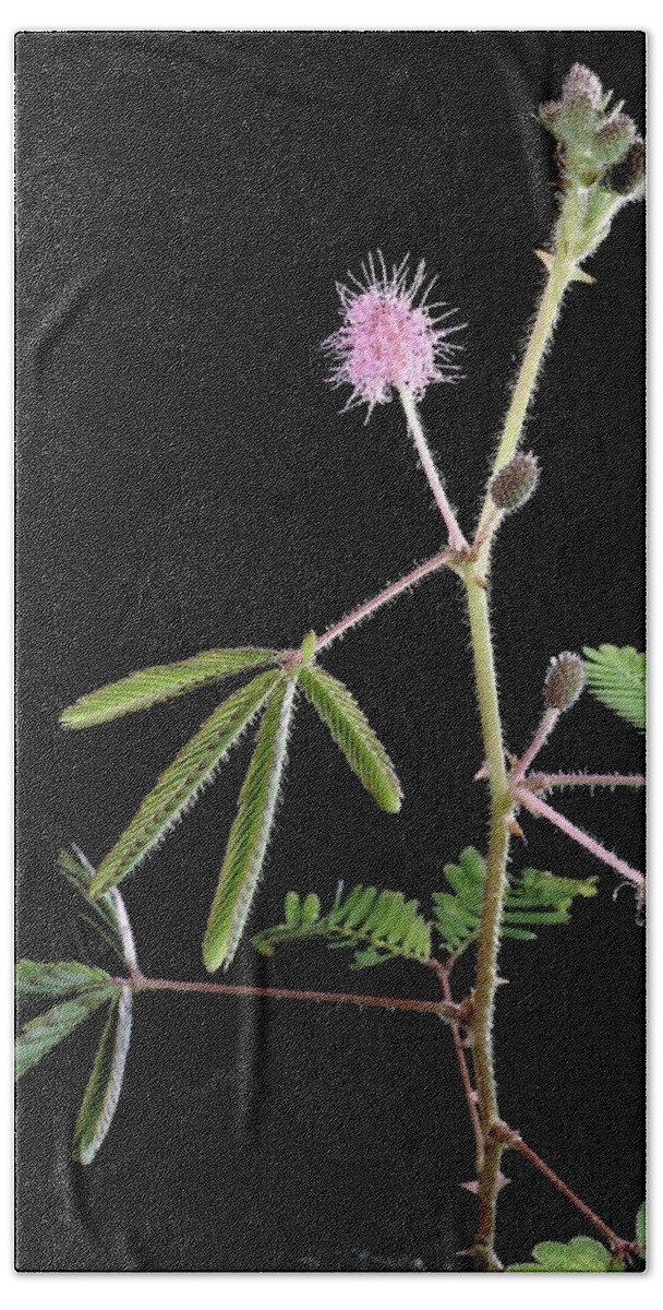 Angiosperm Beach Towel featuring the photograph Sensitive Plant #1 by Perennou Nuridsany