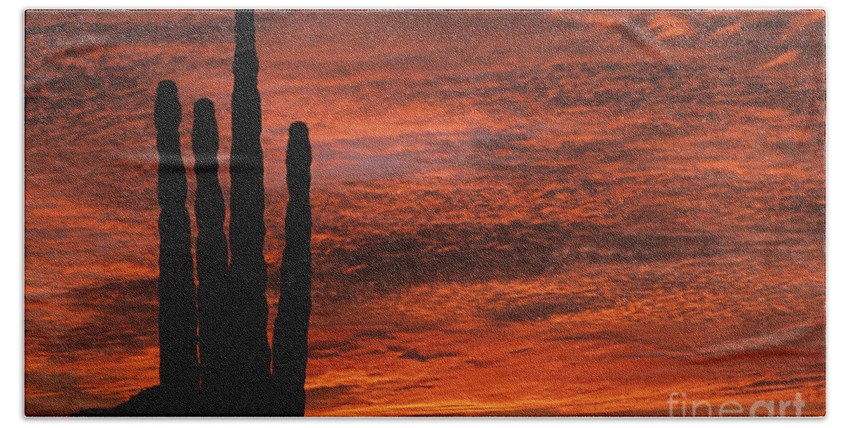 American Southwest Beach Sheet featuring the photograph Silhouetted saguaro cactus sunset at dusk with dramatic clouds #1 by Jim Corwin