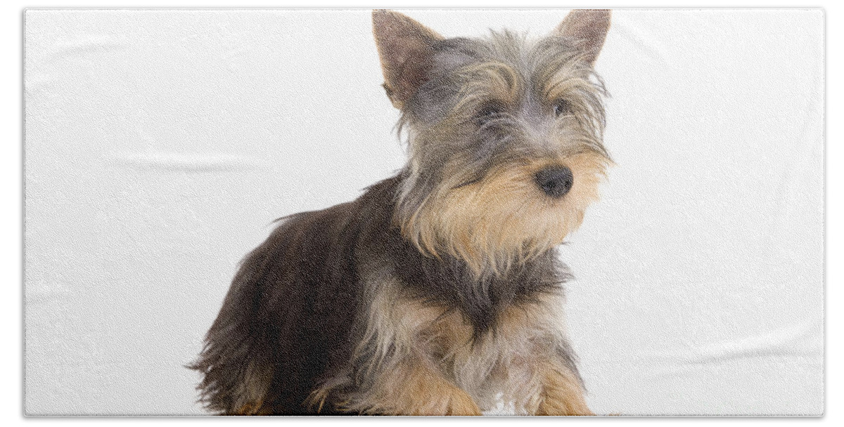 Dog Beach Towel featuring the photograph Silky Terrier Puppy Dog #1 by Jean-Michel Labat