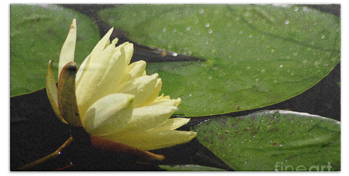 Water Lily Beach Towel featuring the photograph Sparkle #1 by Living Color Photography Lorraine Lynch