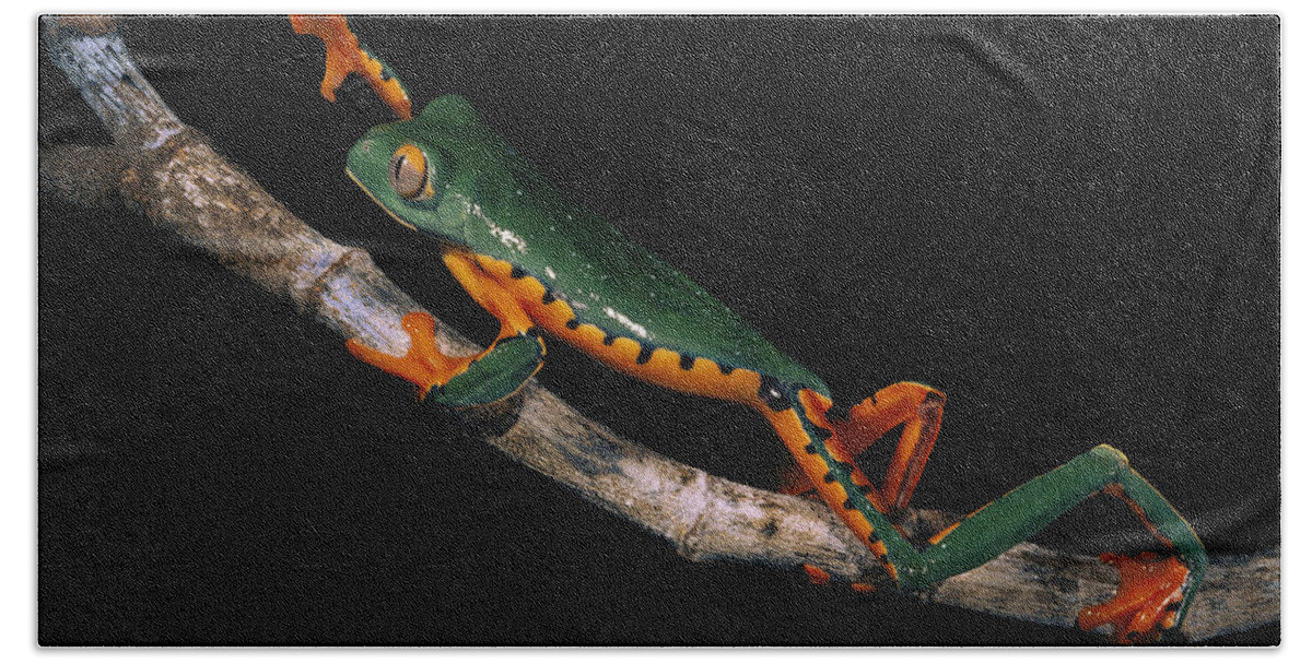 00217037 Beach Towel featuring the photograph Splendid Leaf Frog Ecuador #2 by Pete Oxford