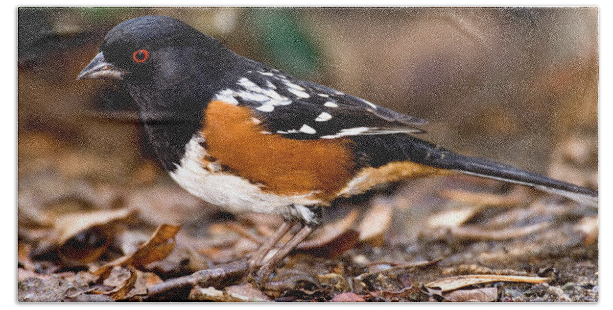 Fauna Beach Towel featuring the photograph Spotted Towhee Pipilo Maculatus #1 by Anthony Mercieca