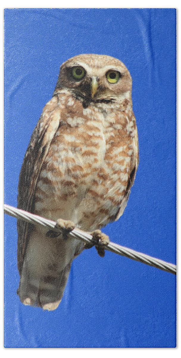 Owl Beach Towel featuring the photograph Stare Down by Shane Bechler
