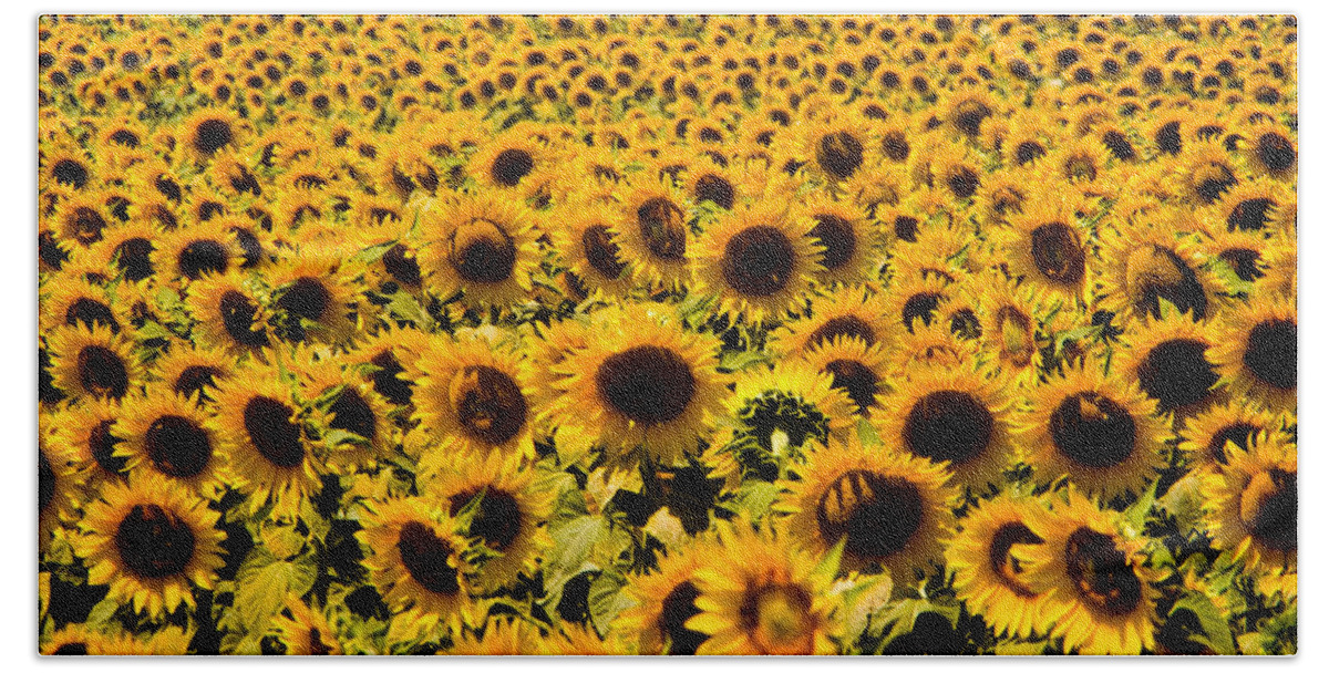 Sunflower Beach Towel featuring the photograph Sunflowers #1 by Tim Holt