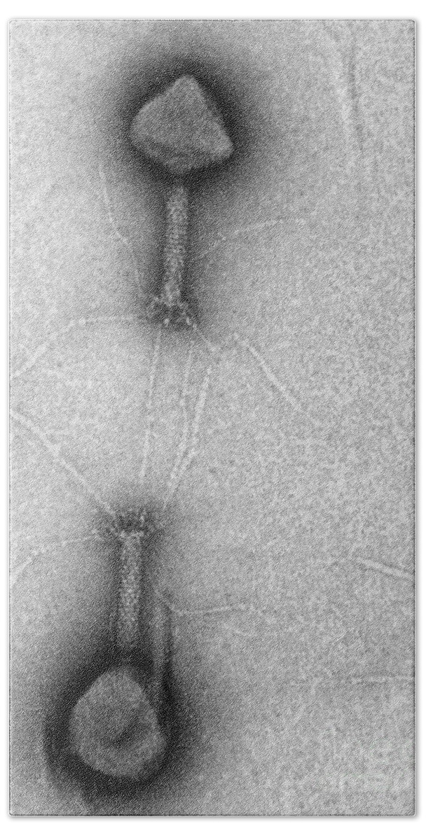 Science Beach Towel featuring the photograph T4 Bacteriophages, Tem #1 by Lee D. Simon