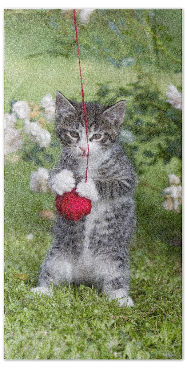 Feb0514 Beach Towel featuring the photograph Tabby Kitten Playing With Ball Of Wool #1 by Duncan Usher