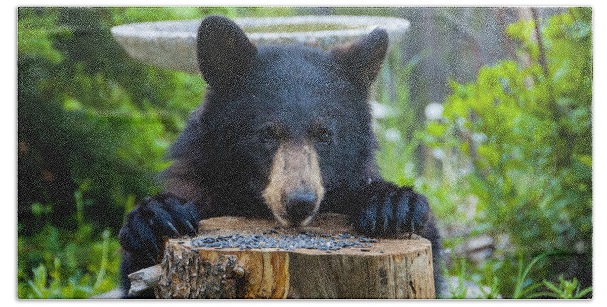 Black Bear Beach Towel featuring the photograph The Cub that Came for Lunch 7 #1 by Matt Swinden