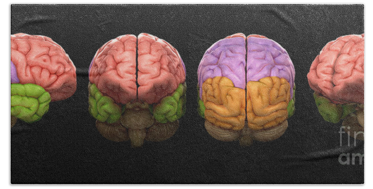 Brain Lobe Beach Towel featuring the photograph The Human Brain #1 by Science Picture Co