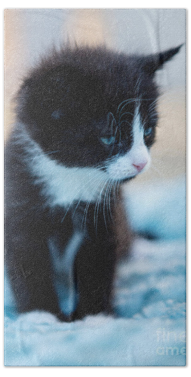 Iris Holzer Richardson Beach Towel featuring the photograph Tired Kitten #1 by Iris Richardson
