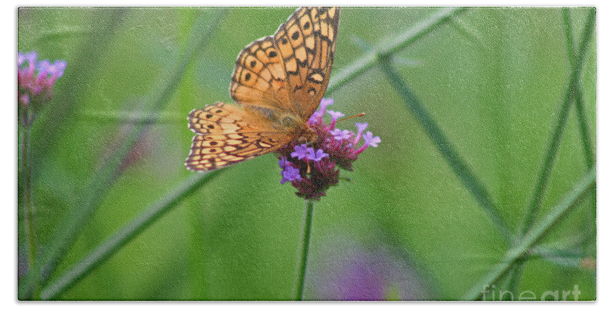 Variegated Beach Towel featuring the photograph Variegated Fritillary Butterfly in Field #1 by Karen Adams