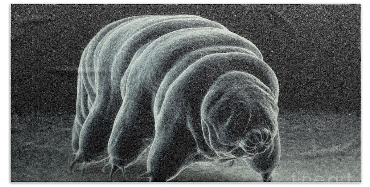 Extremophile Beach Towel featuring the photograph Water Bear Tardigrades #1 by Science Picture Co