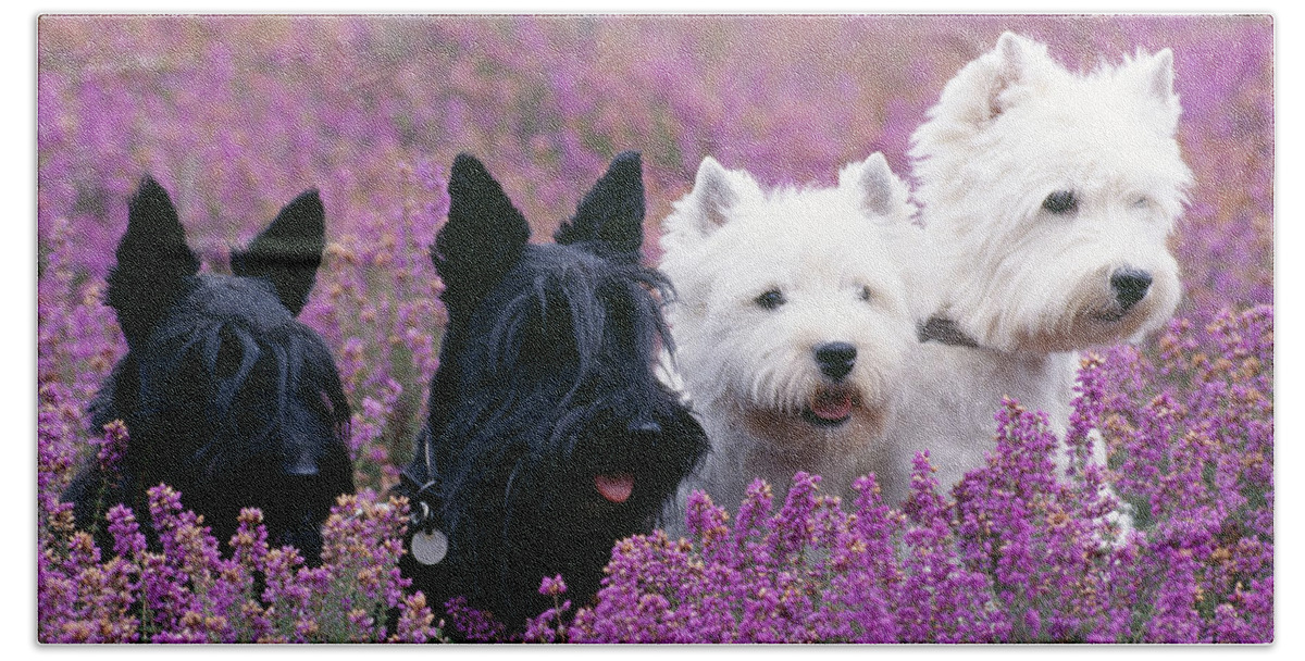 West Highland White Terrier Beach Towel featuring the photograph Westie And Scottie Dogs #1 by John Daniels