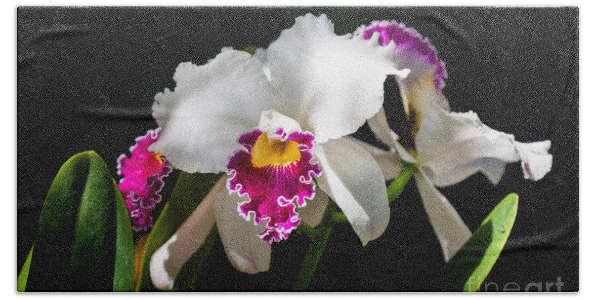 Beauty In Nature Beach Towel featuring the photograph White Orchid #2 by Juan Silva