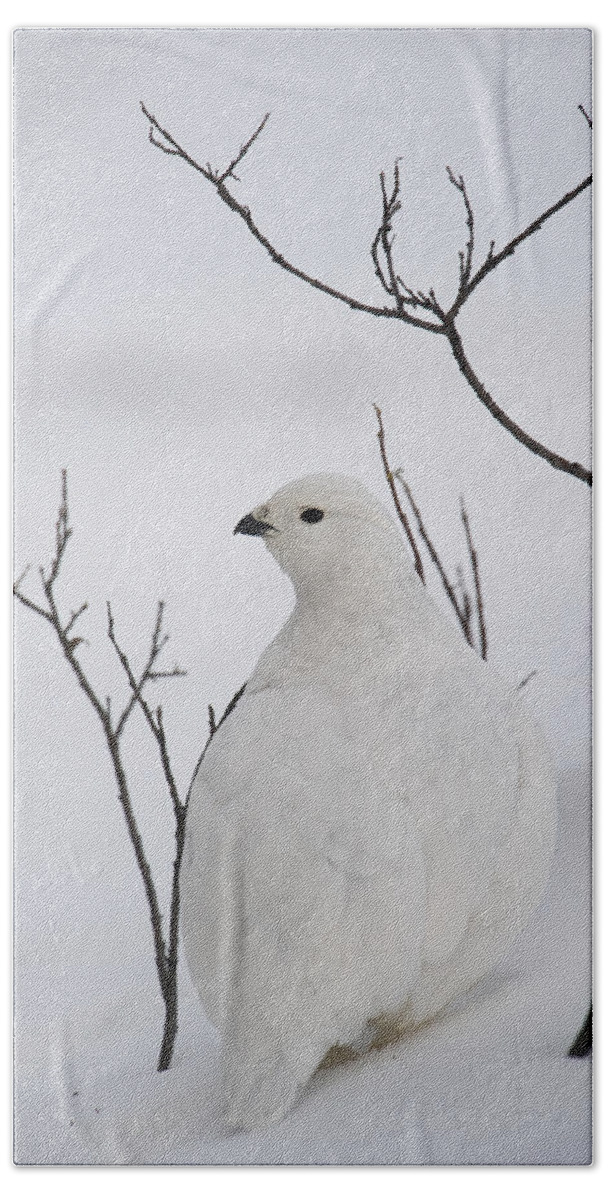 Feb0514 Beach Towel featuring the photograph White-tailed Ptarmigan Camouflaged #1 by Michael Quinton