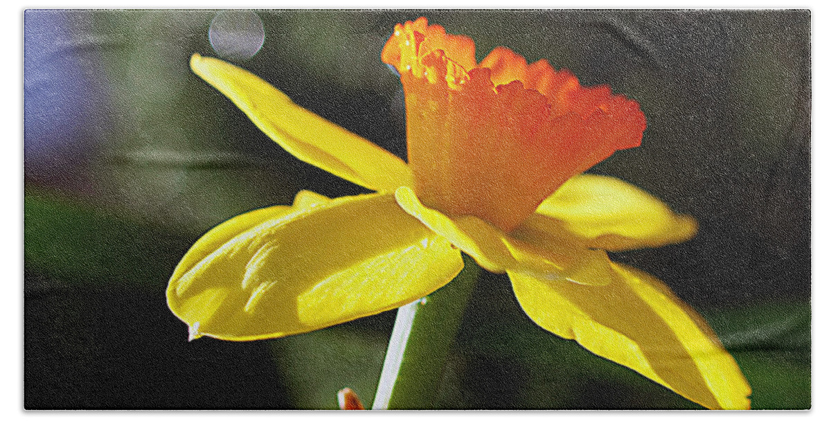 Daffodil Beach Sheet featuring the photograph Wide Open by Joe Schofield