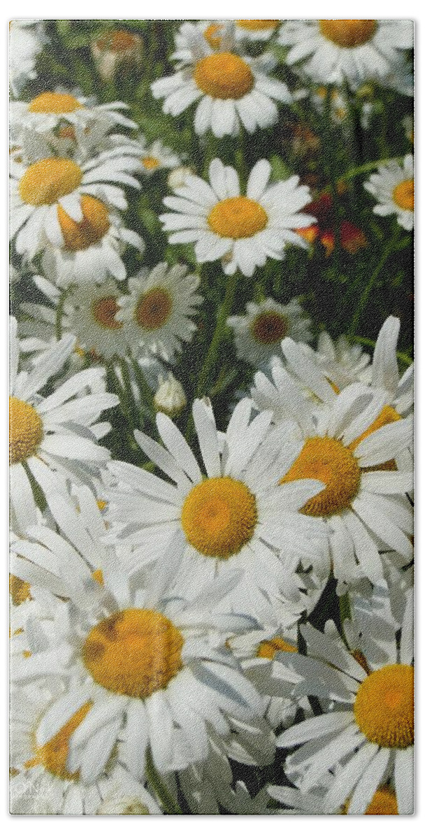 Daisies Beach Towel featuring the photograph Wild White Daisies #1 by Robert ONeil