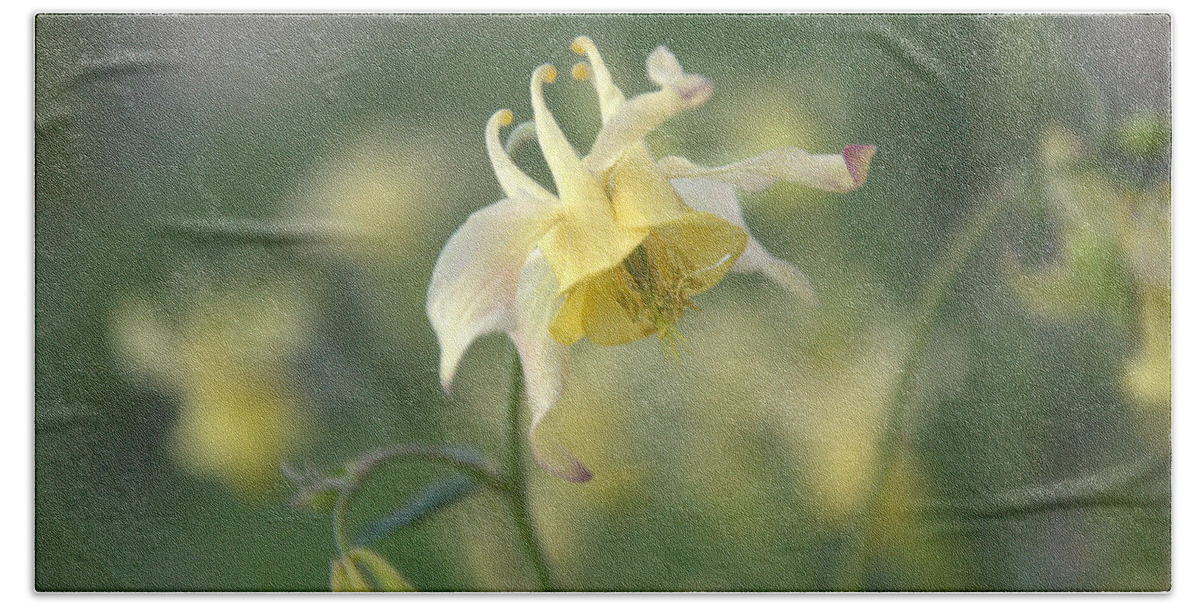 Flower Beach Towel featuring the photograph Yellow Columbine #1 by Frank Madia