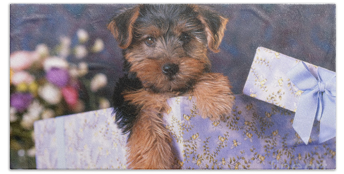 Animal Beach Towel featuring the photograph Yorkshire Terrier Puppy #2 by Alan and Sandy Carey