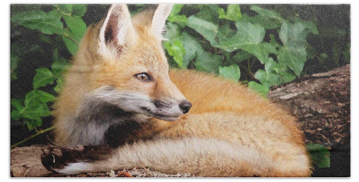 Young Beach Towel featuring the photograph Young Fox #2 by Stacy Abbott